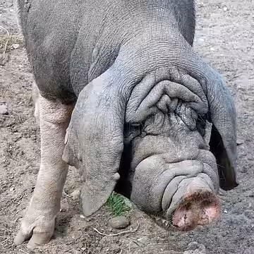 Chinesisches Maskenschwein Chinesisches Maskenschwein