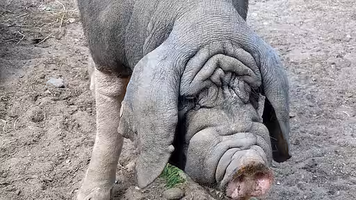 Chinesisches Maskenschwein 