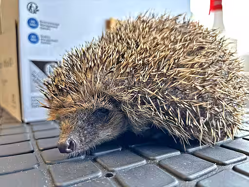 Dieser Igel hielt seinen geschützten Winterschlaf im aktion tier Igelzentrum Niedersachsen und wird nun ausgewildert. Ein Igel sitzt auf einer Untersuchungsmatte.