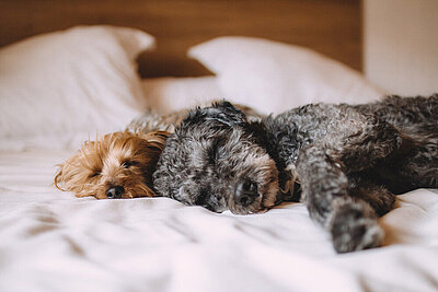 Schlafende Hunde Schlafende Hunde