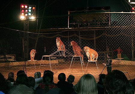 Tiger und andere Wildtiere in einem Zirkus