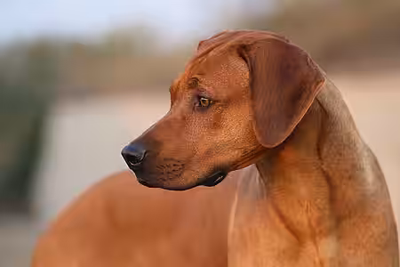 Hunde wie dieser Rhodesian Ridgeback werden oft nur aus Modegründen gekauft und dann vernachlässigt.