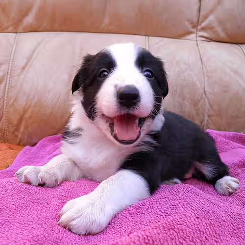 Ein Welpe wie dieser Australian Shepard ist immer niedlich, macht aber viel Arbeit, kostet viel Zeit und wird auch groß.