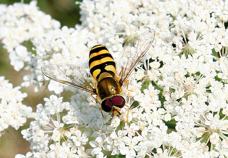 Große Schwebfliege (Syrphus ribesii) auf Wilder Möhre