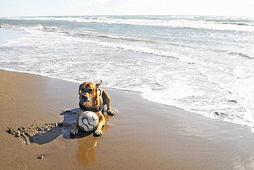 Hund am Mittelmeer