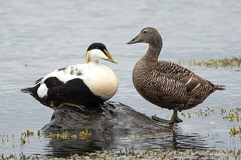 Eiderenten (Somateria mollissima) – Erpel (links) und Ente (rechts).