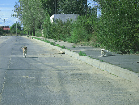 Straßenhunde im rumänischen Bukarest.