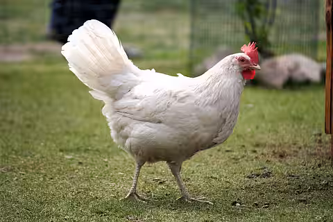 Weiße Legehybriden sind meist Zuechtungen aus der Rasse Leghorn.