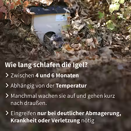 Dauer des Winterschlafs beim Igel