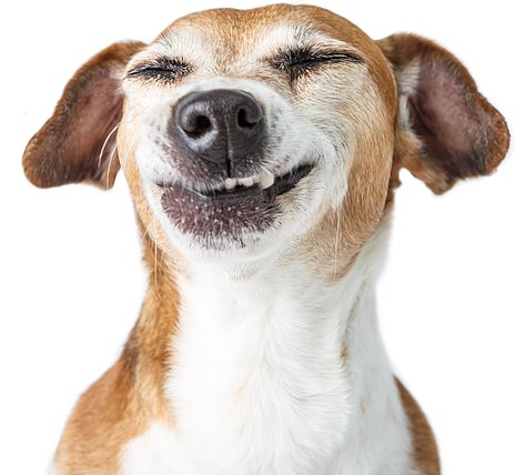 Das submissive Grinsen gehört bei Hunden zu den Beschwichtigungssignalen.