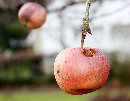 Äpfel 