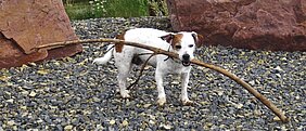 Hund mit Stock im Maul