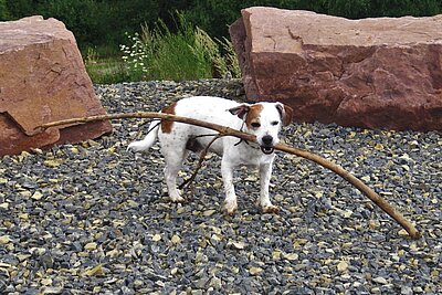 Hund mit Stock im Maul