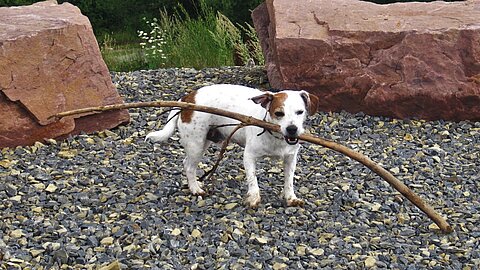 Hund mit Stock im Maul