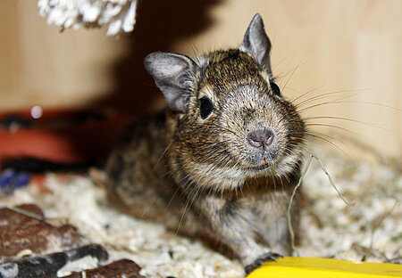 Geretteter Degu im Tierheim aktion tier Zossen