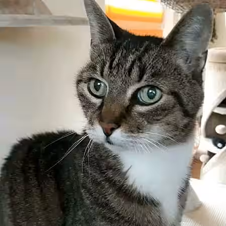 Drei Kater suchen ein Zuhause.