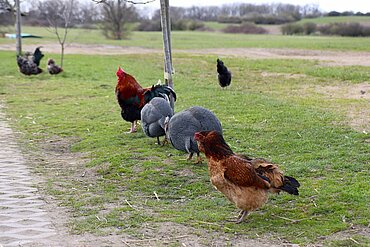Freilaufende Hühner