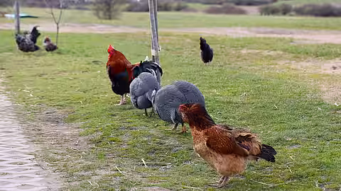 Freilaufende Hühner