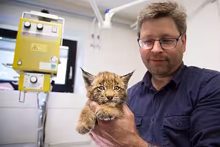 Dr. Florian Brandes mit dem völlig entkräfteten Luchsbaby