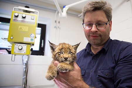 Dr. Florian Brandes mit dem völlig entkräfteten Luchsbaby