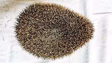 Normalgewichtiger Igel mit birnenförmigem Körper Normalgewichtiger Igel mit birnenförmigem Körper