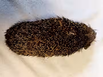 Wurstförmiger Körperbau und „Hungerknick“ im Nacken. Wurstförmiger Körperbau und „Hungerknick“ im Nacken.