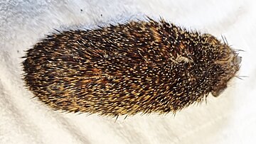Untergewichtiger Igel mit wurstförmigem Körper und Hungerknick im Nacken. Untergewichtiger Igel mit wurstförmigem Körper und Hungerknick im Nacken.