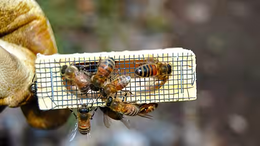 Bienenkönigin im Käfig. Bienenkönigin im Käfig.