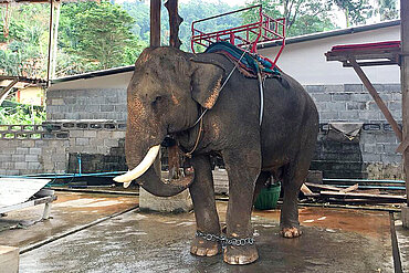 Reitelefant in Thailand