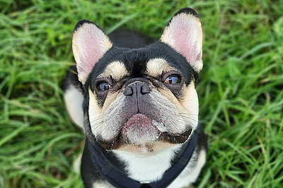 Eine Französische Bulldogge sitzt auf dem Gras und schaut in die Kamera.