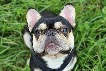 Qualzucht: aktion tier-Kampagne Eine Französische Bulldogge sitzt auf dem Gras und schaut in die Kamera.