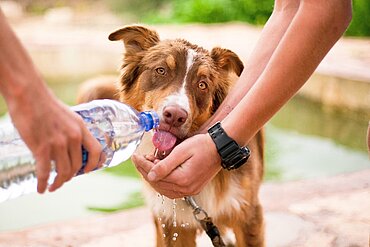 Gerade an heißen Tagen sollte für Tiere Wasser immer griffbereit sein.