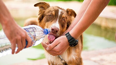 Gerade an heißen Tagen sollte für Tiere Wasser immer griffbereit sein.