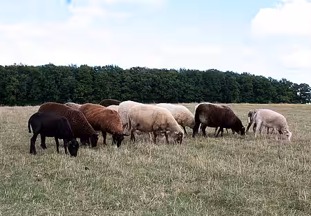Schafe auf der Wiese