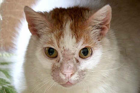 Haarausfall im Gesicht bei einer Katze mit Futtermittel-Allergie.