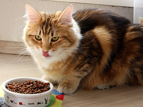 Katze vor Futternapf Katze vor Futternapf