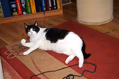 Übergewicht ist ungesund für Katzen