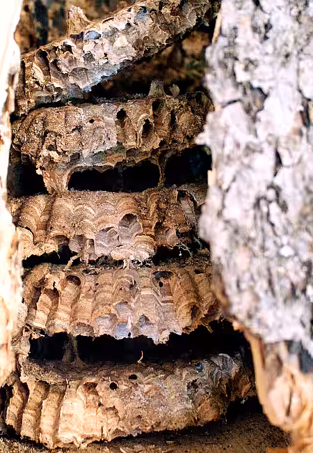 Verlassenes Hornissennest 