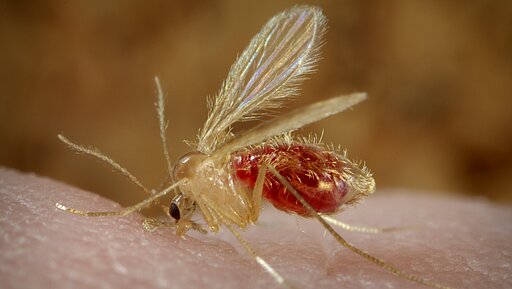 Sandmücke der Art Phlebotomus papatasi. 