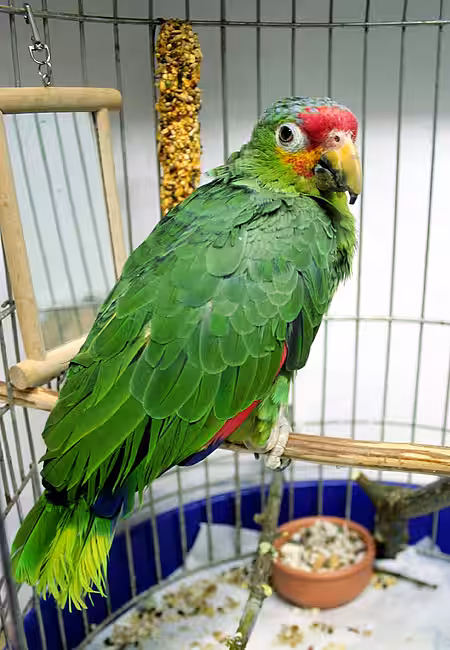 Gelbwangenamazone (Amazona autumnalis) in tierquälerischer Einzelhaltung
