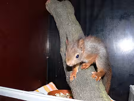 Eichhörnchen in der Wildtierstation.