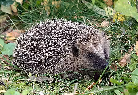 Igel