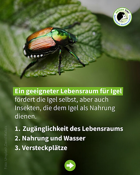 Ein geeigneter Lebensraum für Igel fördert die Igel selbst, aber auch Insekten, die dem Igel als Nahrung dienen. Zugänglichkeit des Lebensraums 2. Nahrung und Wasser 3. Versteckplätze