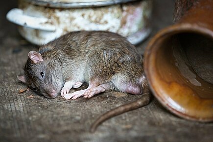 Kein Weg für Ratten - SHK Profi