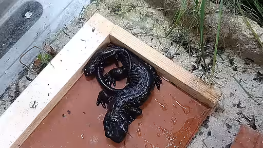 Der erste Nachwuchs beim Lanzas-Alpensalamander