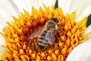 Carnica-Biene (Apil mellifera carnica) Carnica-Biene (Apil mellifera carnica)
