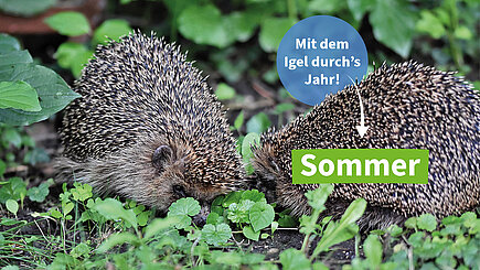 Sommerzeit für Igel Sommerzeit für Igel