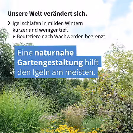 Klimawandel und Winterschlaf