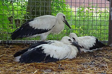 Jungstörche in der Wildtierstation Sachsenhagen