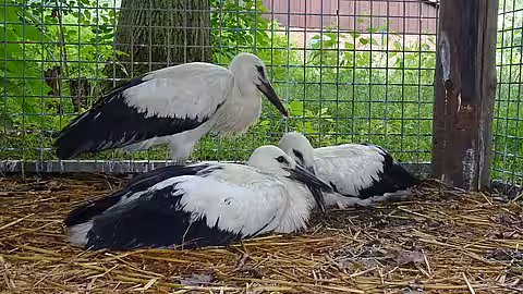 Jungstörche in der Wildtierstation Sachsenhagen Jungstörche in der Wildtierstation Sachsenhagen
